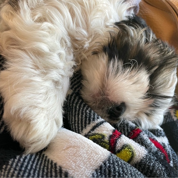 Hatchimom Live -host appreciation 11:20 am central - Picture 10 of 16